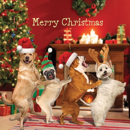 Hilarious dog conga dance - dog,