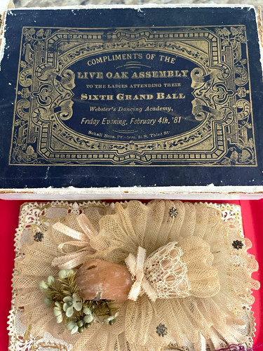 1881 delaware live - “live, oak
